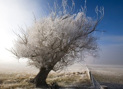 Oryginalny obrazek