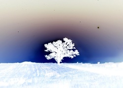Negatyw