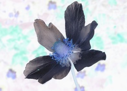 Negatyw