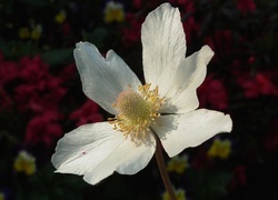 Oryginalny obrazek