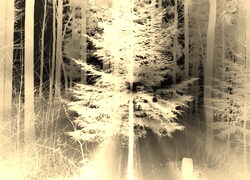 Sepia + Negatyw