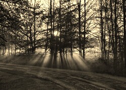 Szary + Sepia