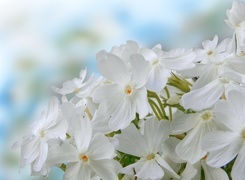 Oryginalny obrazek