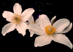 Oryginalny obrazek