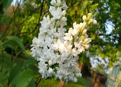 Oryginalny obrazek