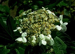 Oryginalny obrazek