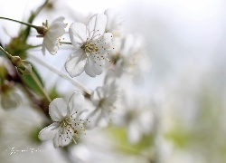 Oryginalny obrazek