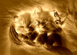 Sepia + Negatyw