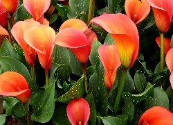 Oryginalny obrazek