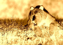 Sepia + Negatyw