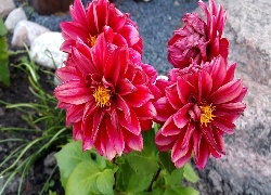 Oryginalny obrazek