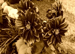 Sepia