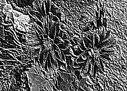 Skamielina