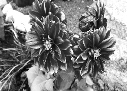 Szary + Sepia