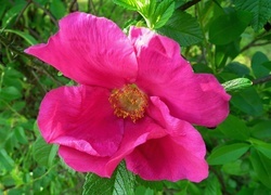 Oryginalny obrazek