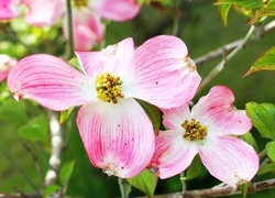 Oryginalny obrazek