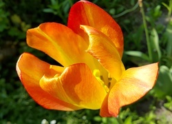 Oryginalny obrazek