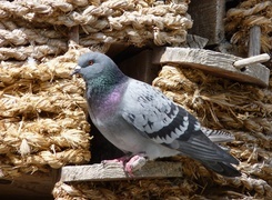 Oryginalny obrazek