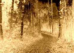Sepia + Negatyw