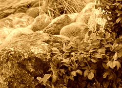 Sepia