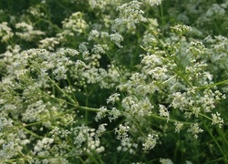 Oryginalny obrazek