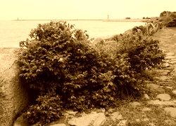 Sepia