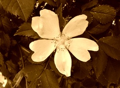 Sepia