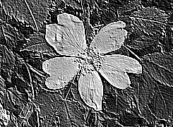 Skamielina