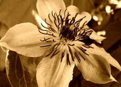Sepia