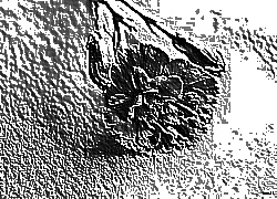 Skamielina