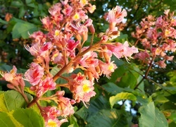 Oryginalny obrazek