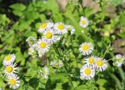 Oryginalny obrazek