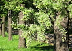 Oryginalny obrazek