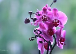 Oryginalny obrazek