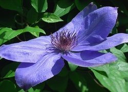Oryginalny obrazek