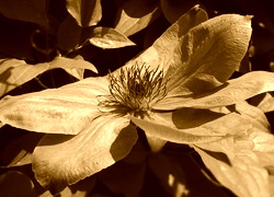 Sepia