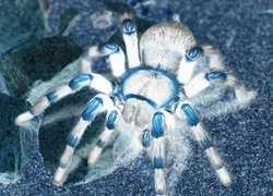 Negatyw