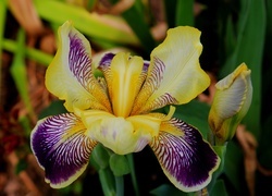 Oryginalny obrazek