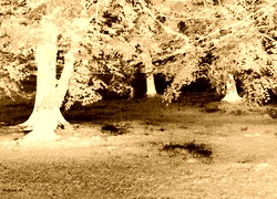Sepia + Negatyw