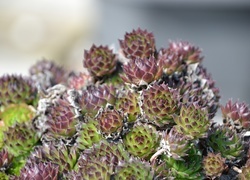 Oryginalny obrazek