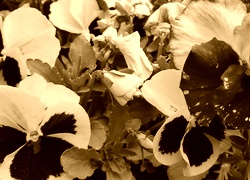 Sepia