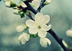 Oryginalny obrazek