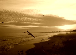 Sepia
