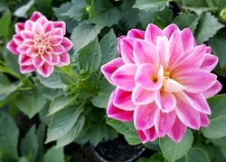 Oryginalny obrazek