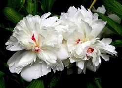 Oryginalny obrazek