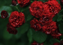 Oryginalny obrazek