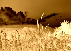 Sepia + Negatyw