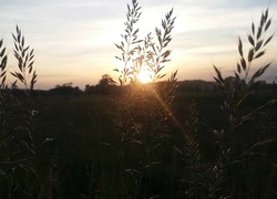 Oryginalny obrazek