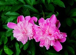 Oryginalny obrazek