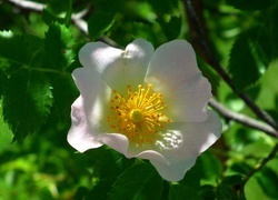 Oryginalny obrazek